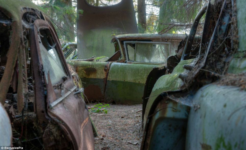 Illustration for article titled Chatillon, Belgium. The Graveyard Of The Cars Of The American Soldiers Deployed In Europe, Who Didn't Take Them Back To The U.S.A.